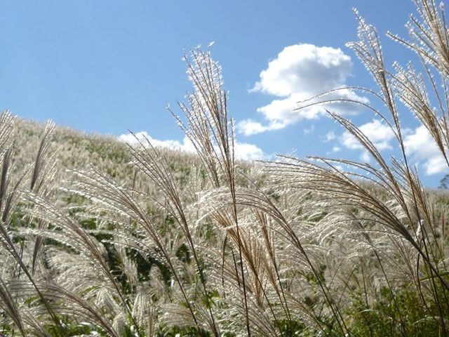 ススキ野原.jpg